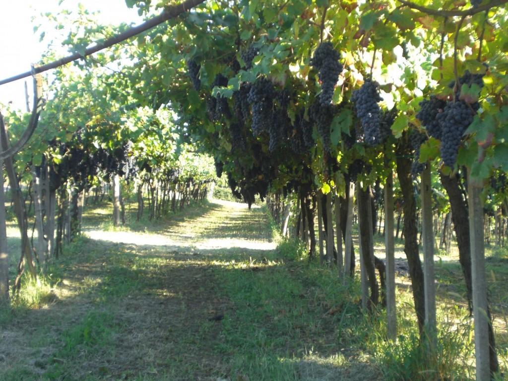 Bed & Breakfast Sforza 19 San Colombano al Lambro Экстерьер фото